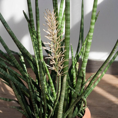 Cylindrical Snake Plant