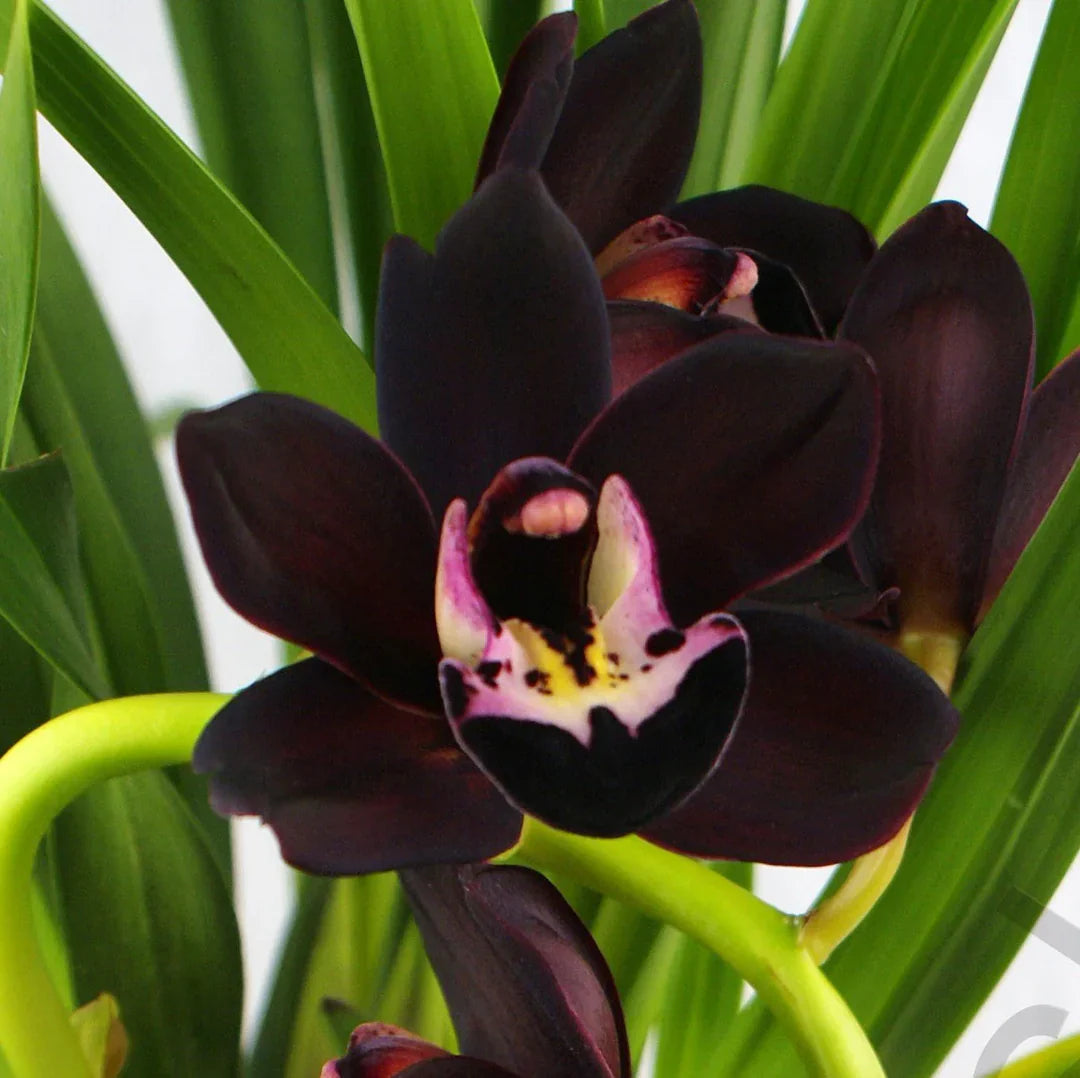 Cymbidium Faberi flower seeds