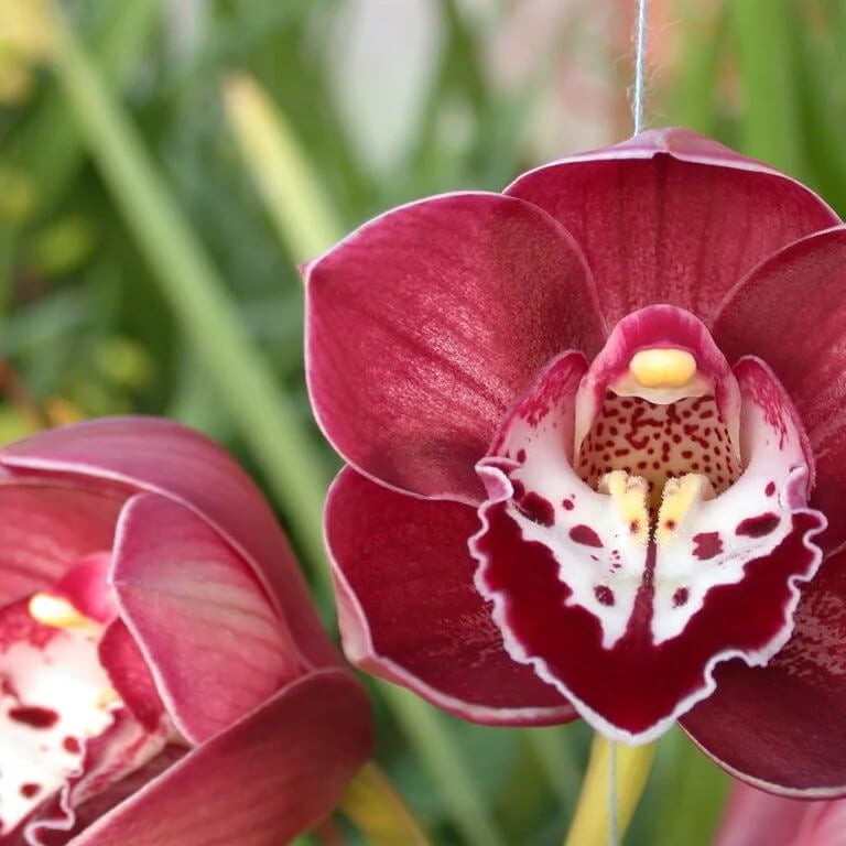 Boat Cymbidium Orchid plant