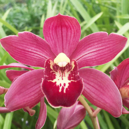 Boat Cymbidium Orchid plant