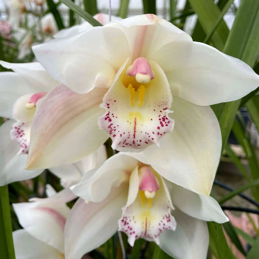 White Cymbidium flower seeds