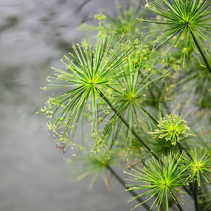 Cyperus Papyrus plant