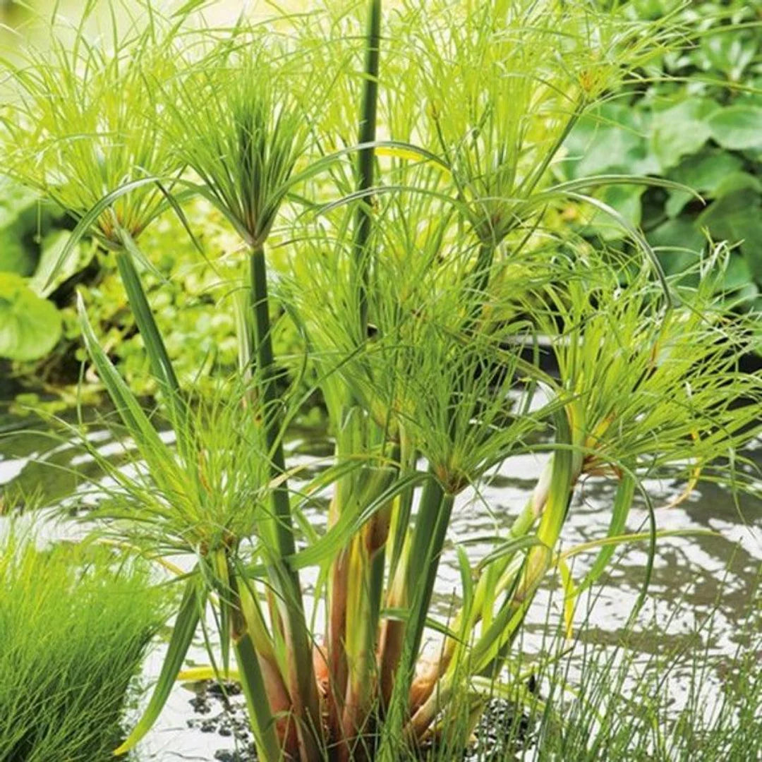 Egyptian Papyrus flower seeds