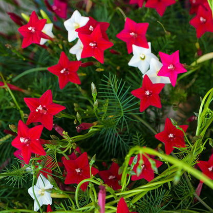Scarlet Cypress Vine plant