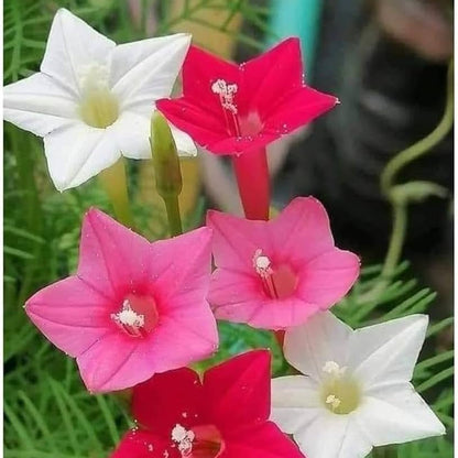 Scarlet Cypress Vine plant