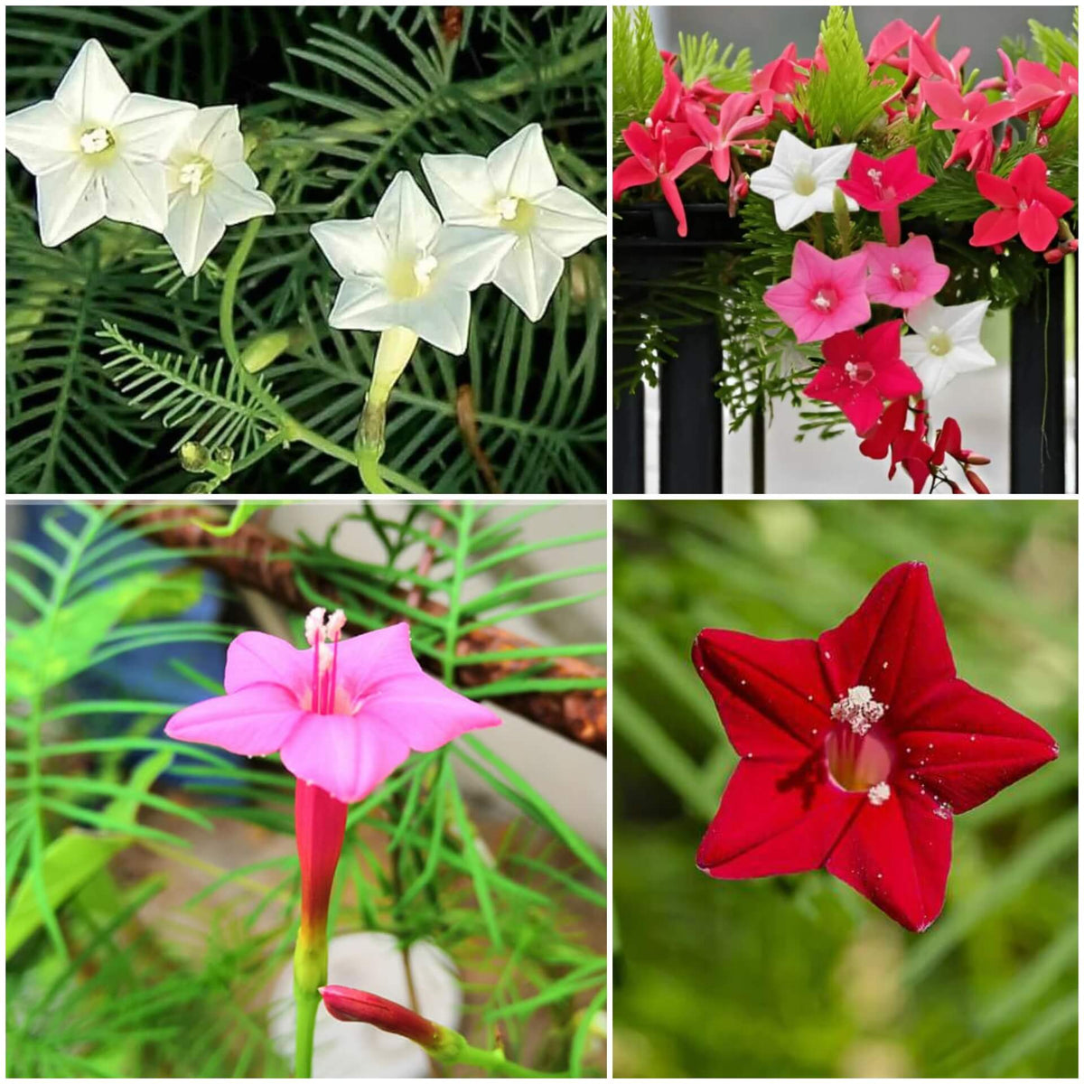 Cypress Vine plant