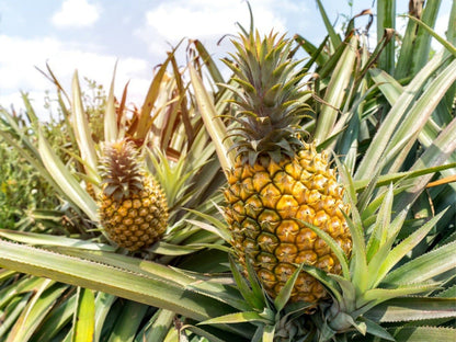 pineapple fruit seeds
