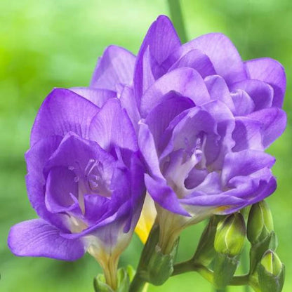 Blue Freesia Flower Seeds for Planting – Heirloom Non-GMO Garden Seeds