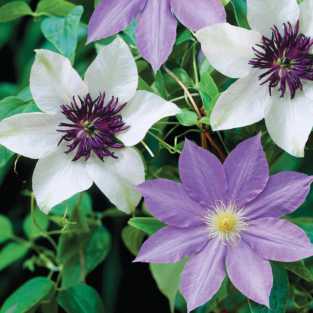 White Purple flower seeds