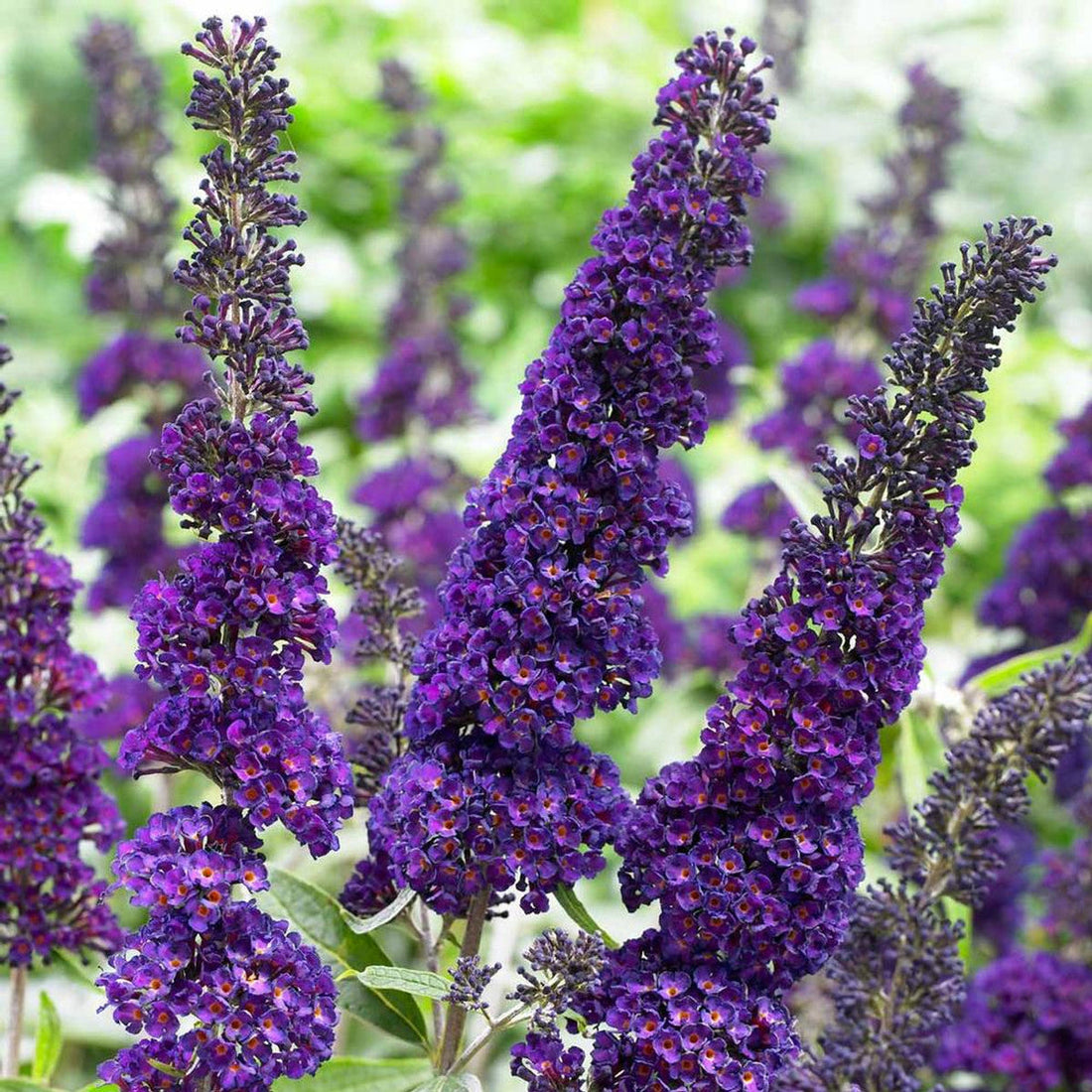 Buddleia Davidii flower seeds