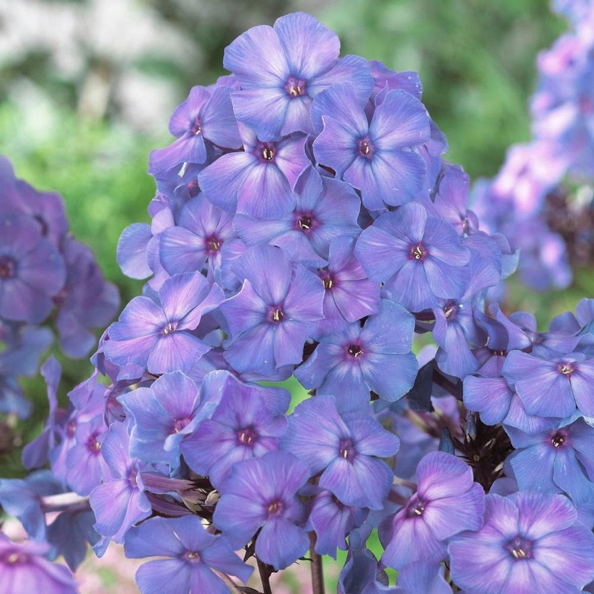 Phlox plant