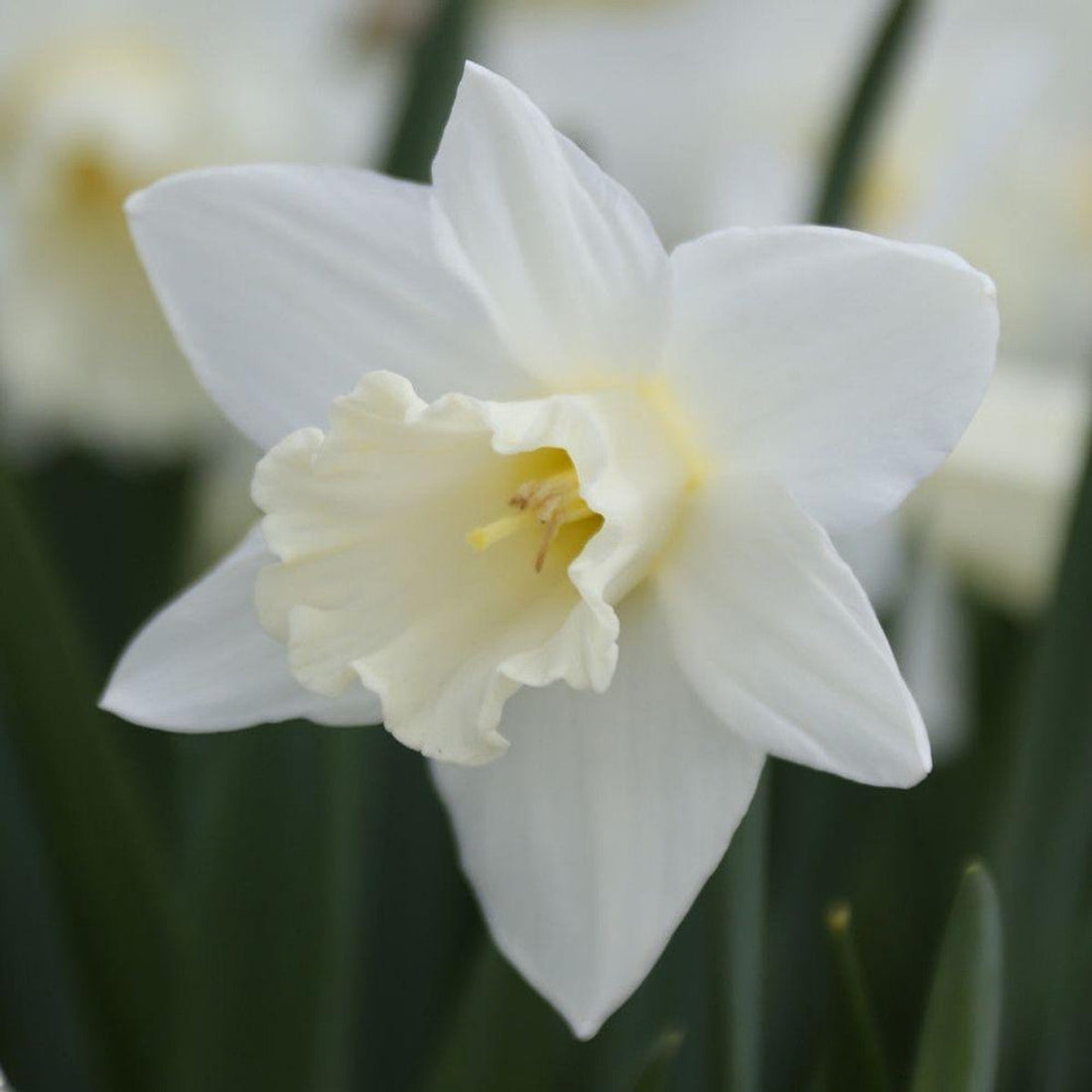 Daffodil flower seeds