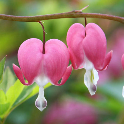 Asian Pink Bleeding Heart Flower Seeds for Planting – Heirloom Non-GMO Garden Seeds