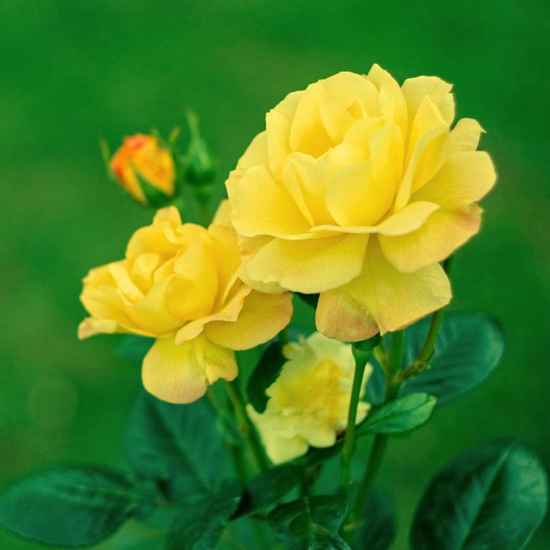 Bright Yellow Rose plant