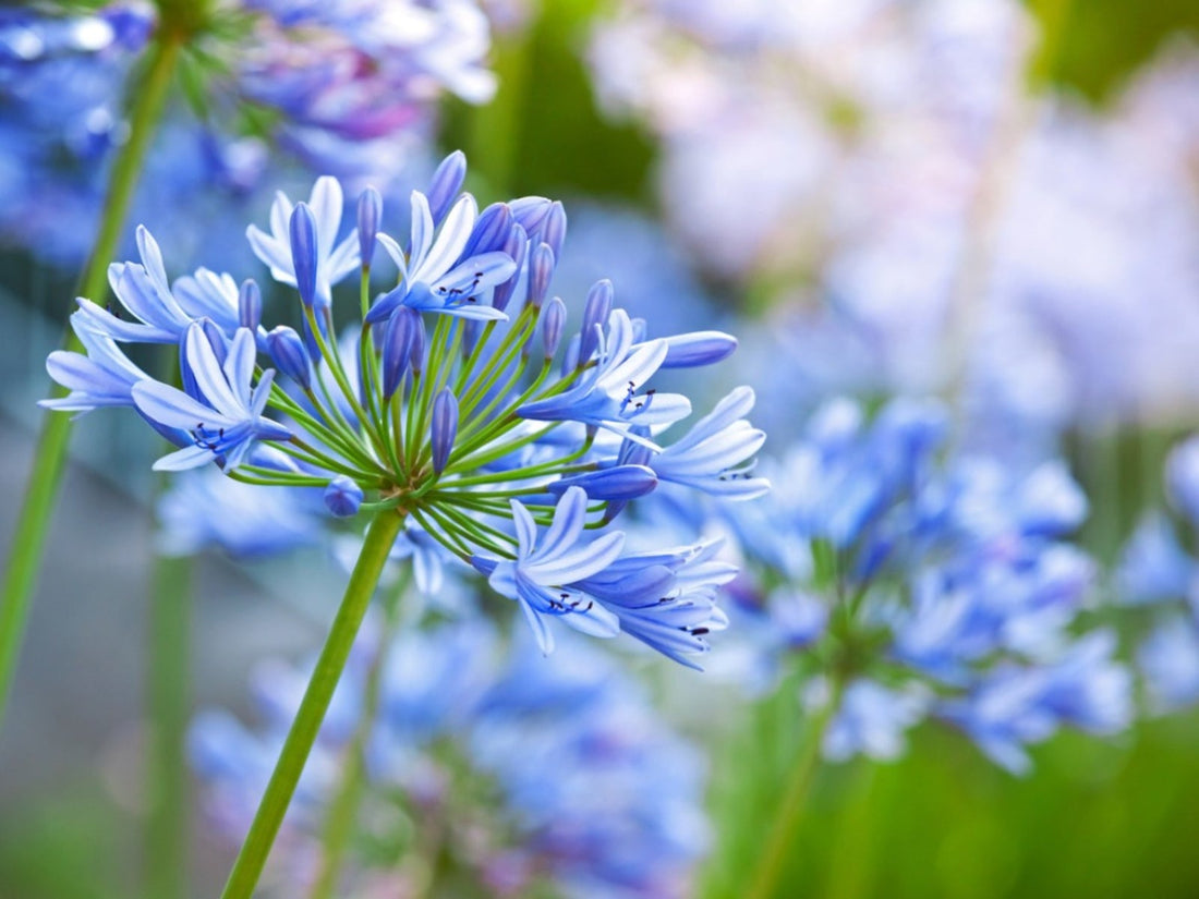 Agapanthus flower seeds