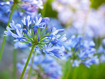 Agapanthus flower seeds