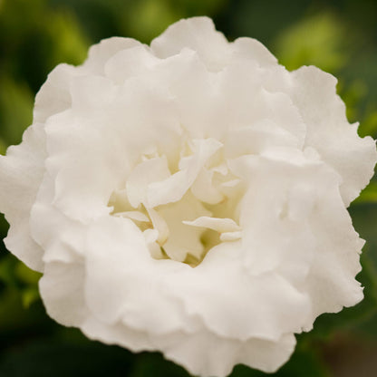 White Gloxinia flower seeds