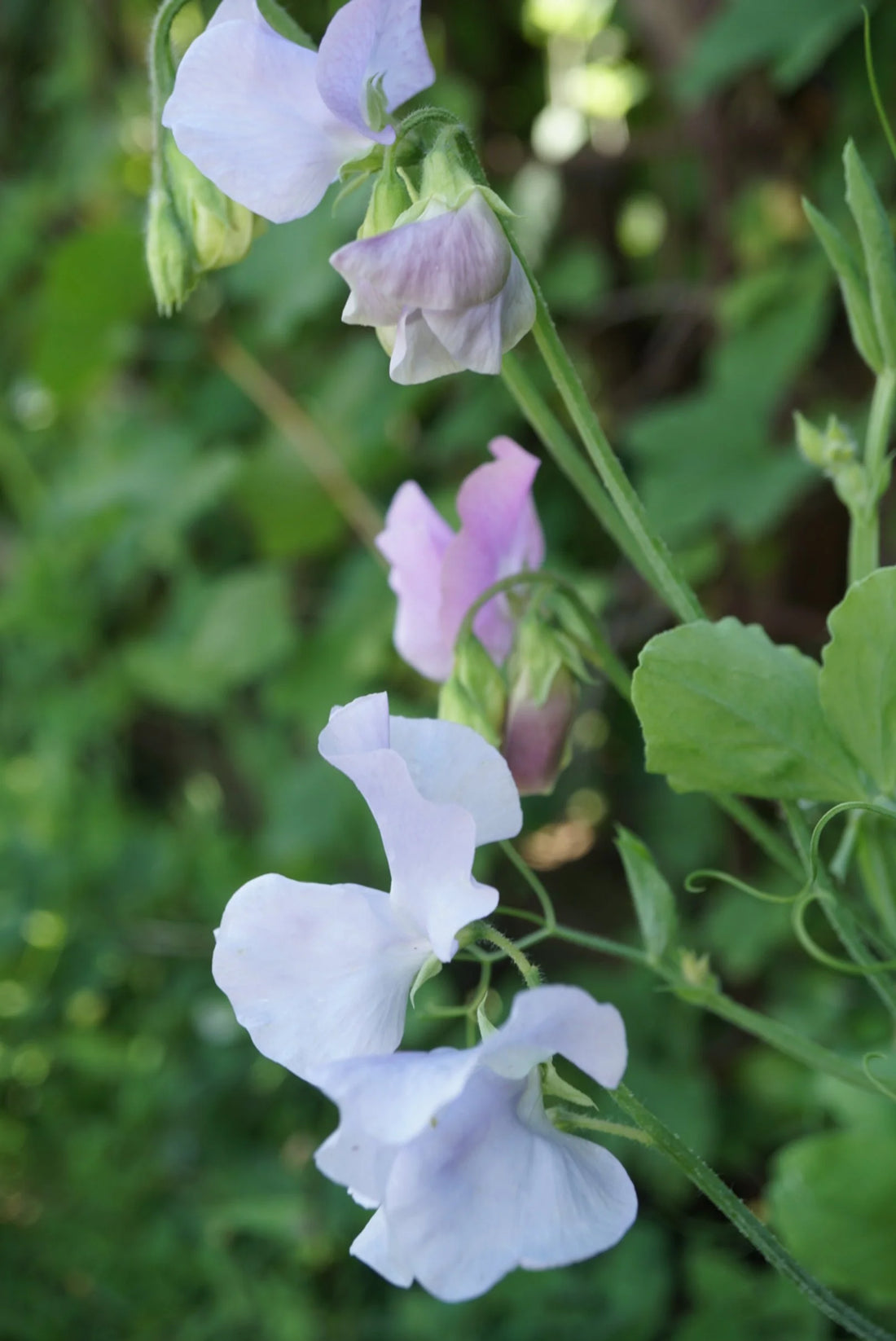 Light Blue flower seeds
