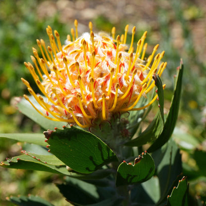 Orange and Yellow Protea Flower Seeds for Planting – Heirloom Non-GMO Garden Seeds