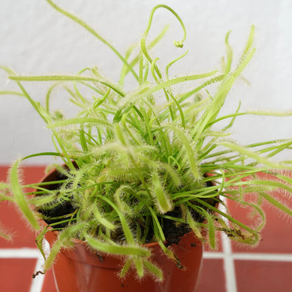 Light Green flower seeds