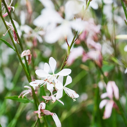 White Gaura flower seeds