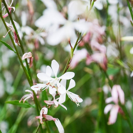 White Gaura flower seeds