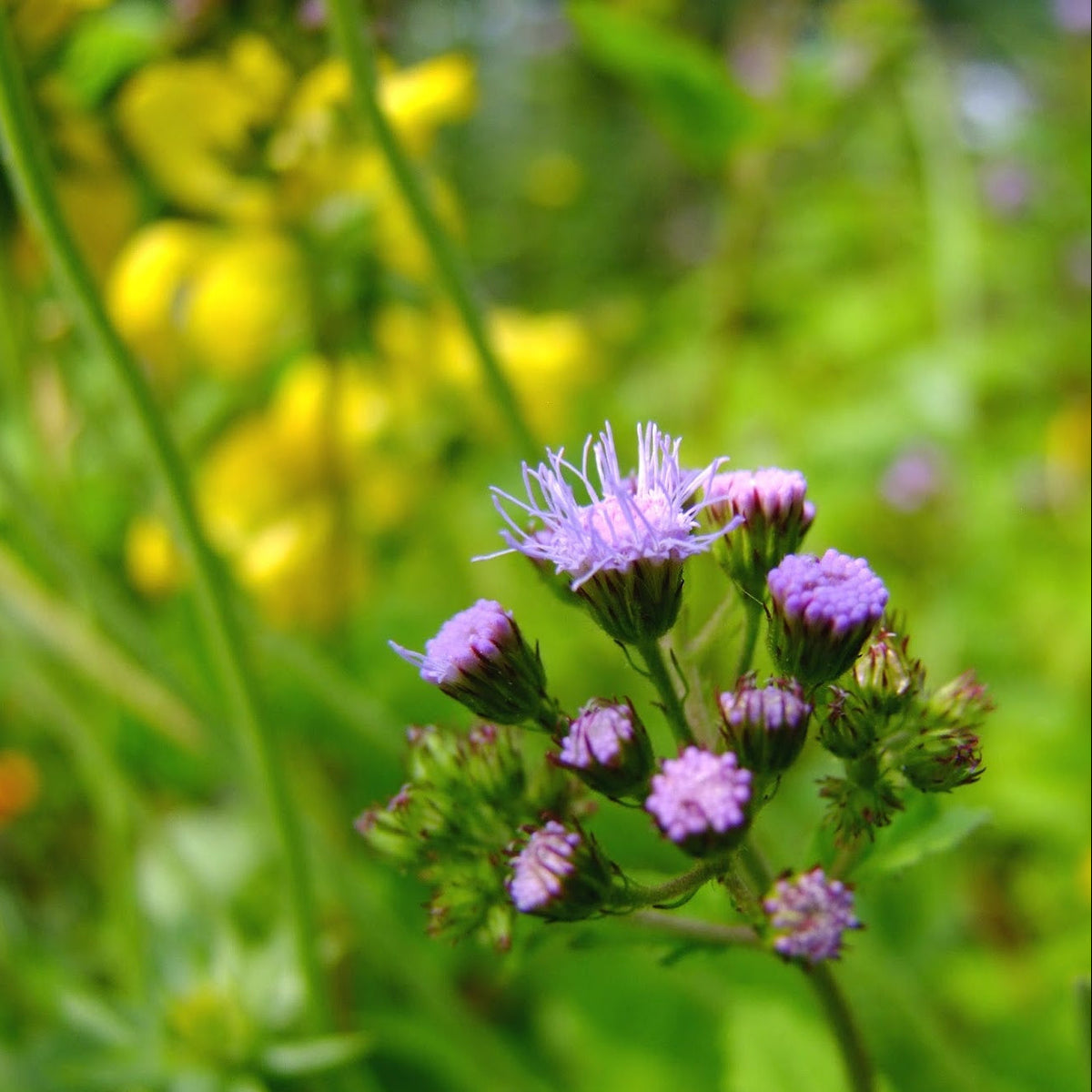 Mist Hardy Ageratum plant