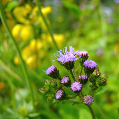 Mist Hardy Ageratum plant