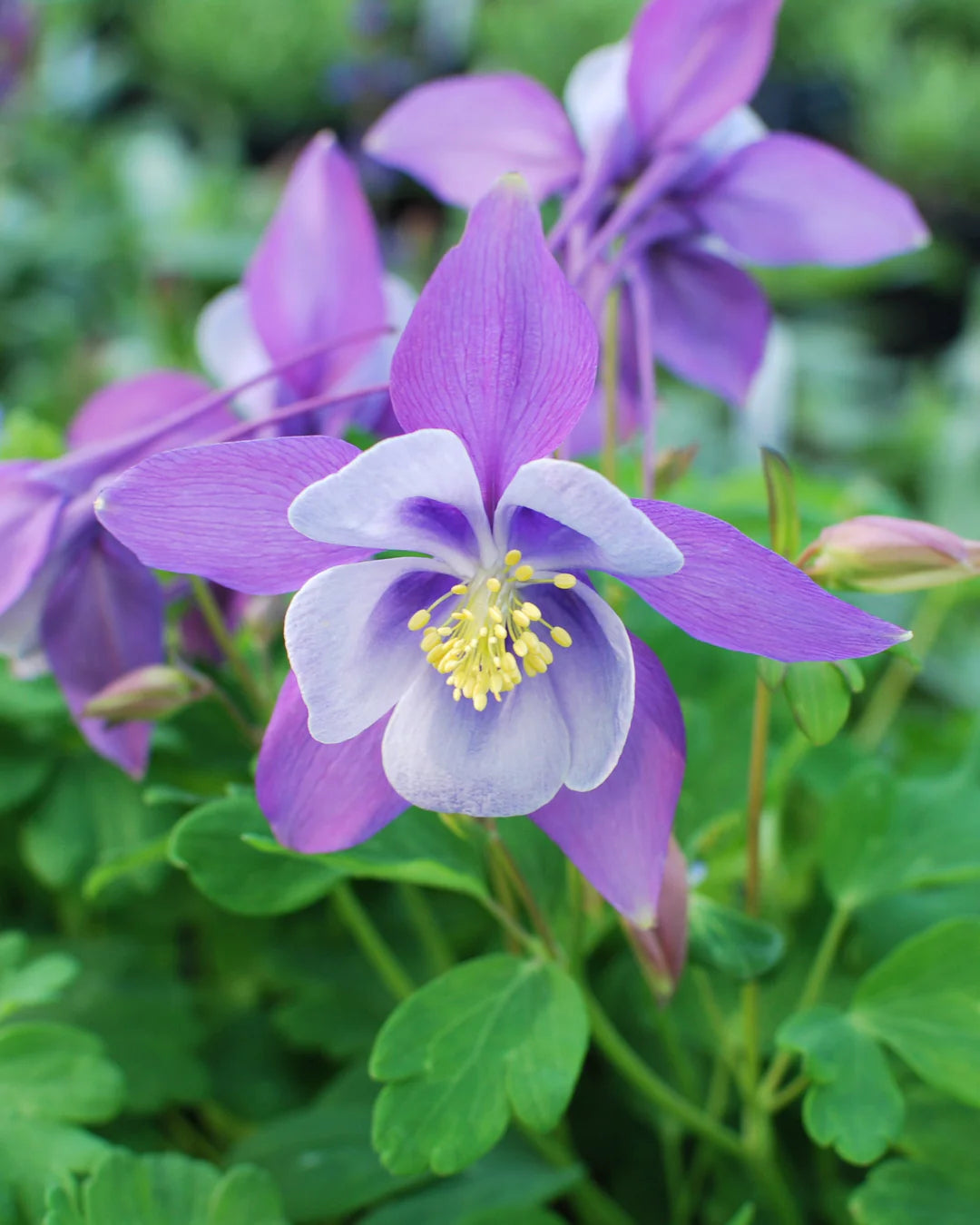 Tower Columbine flower seeds
