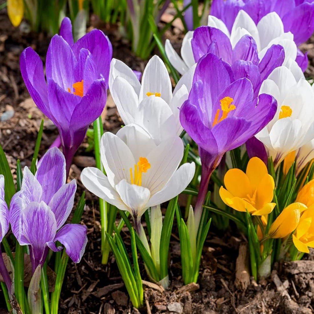 Crocus flower seeds