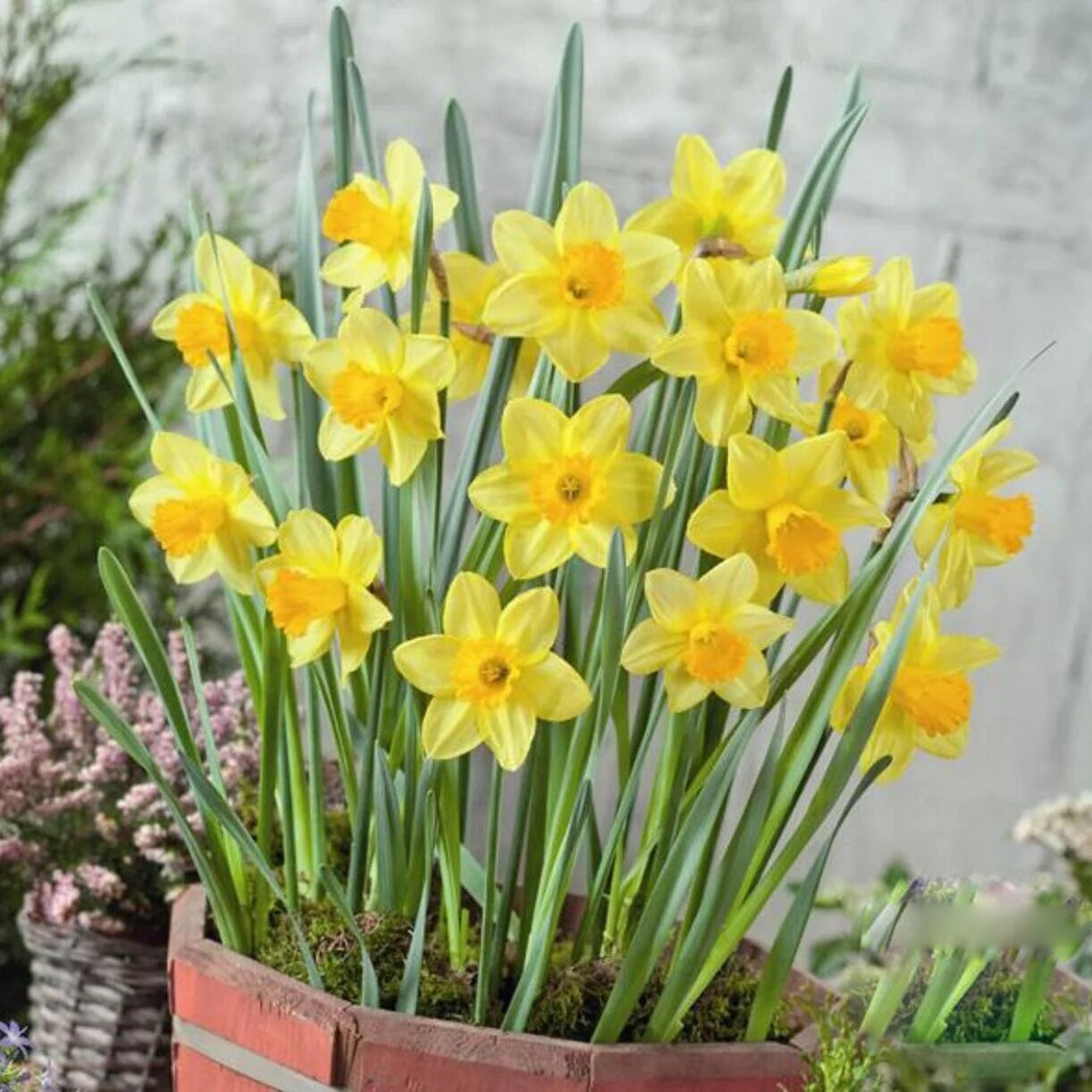 Graines de narcisse jaune clair à planter – Fleurs de jardin élégantes