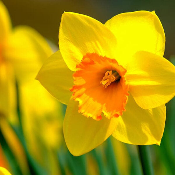 Daffodil flower seeds