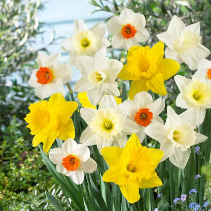 Daffodil flower seeds