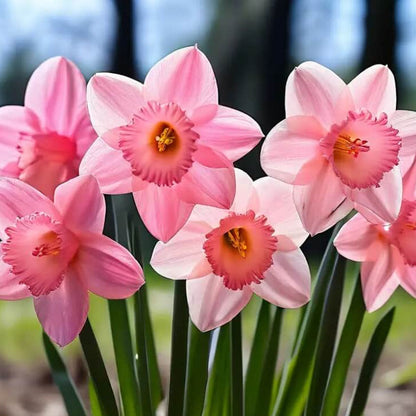 Baby Pink Daffodil plant