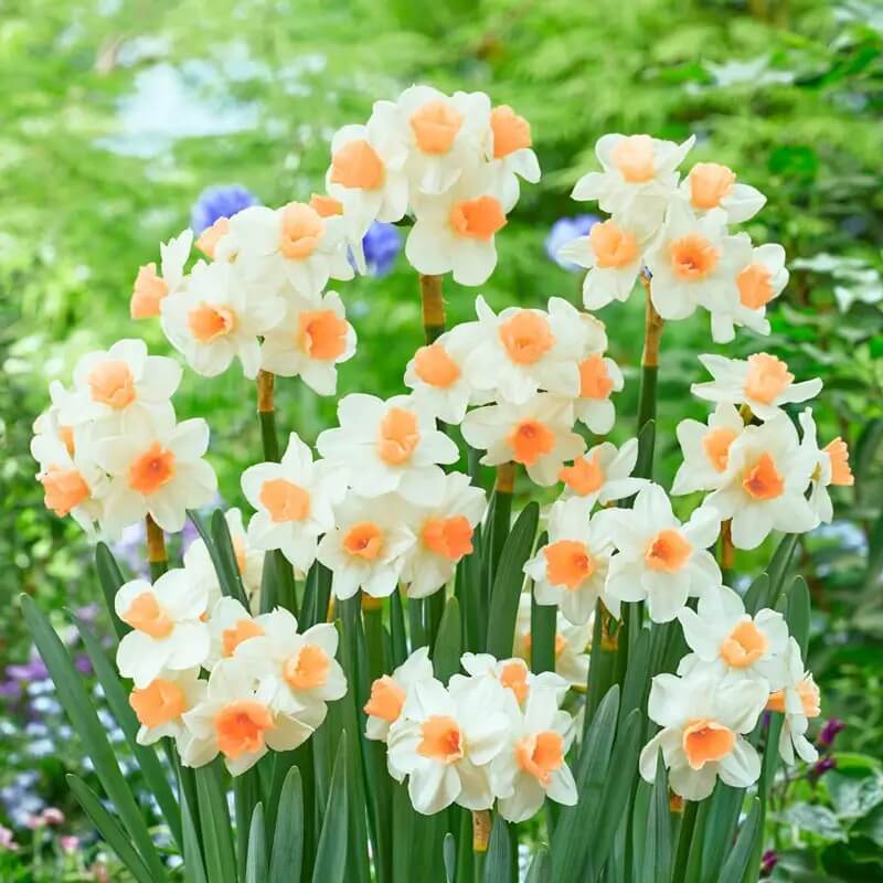 Peach Daffodil plant