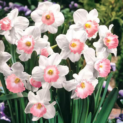Baby Pink Daffodil plant