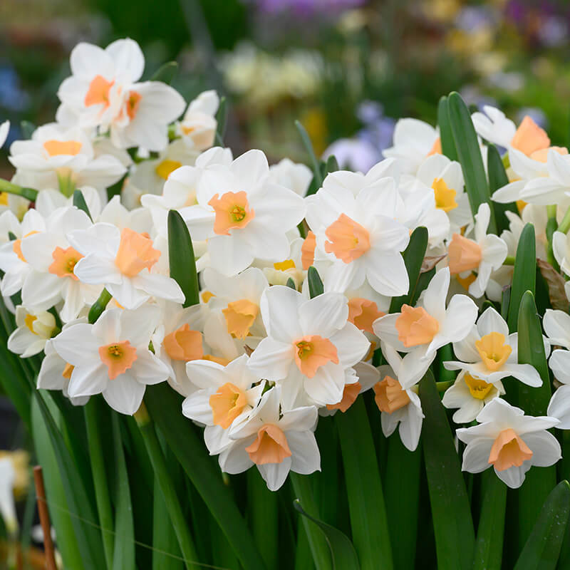 Peach Daffodil plant