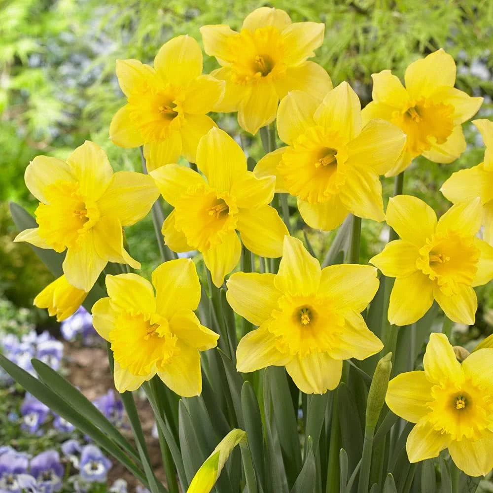 Daffodils flower seeds