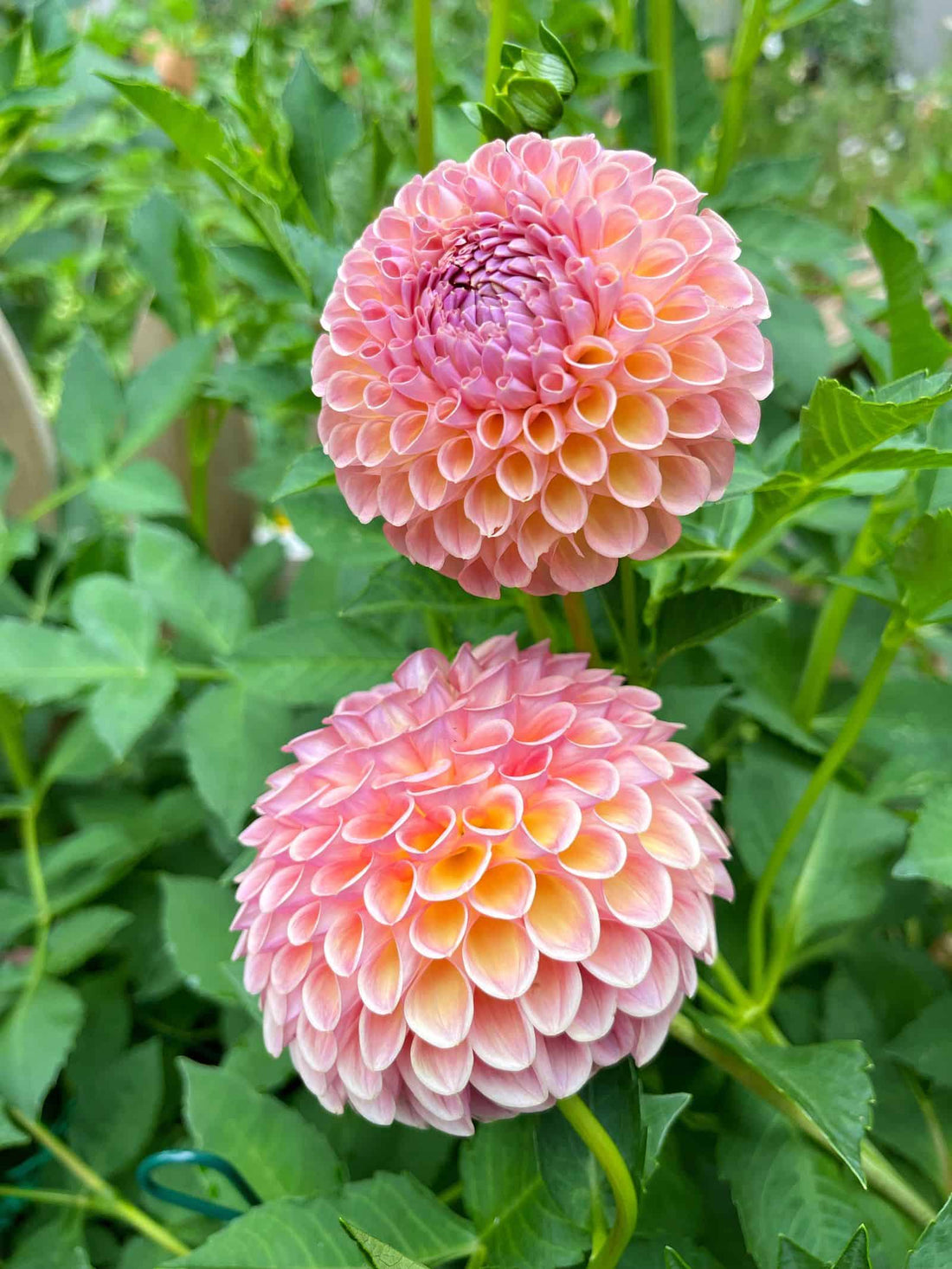 Pale Pink flower seeds