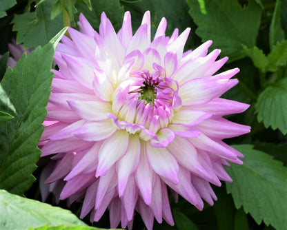 Karma Amanda Dahlia Flower Seeds for Planting – Heirloom Non-GMO Garden Seeds