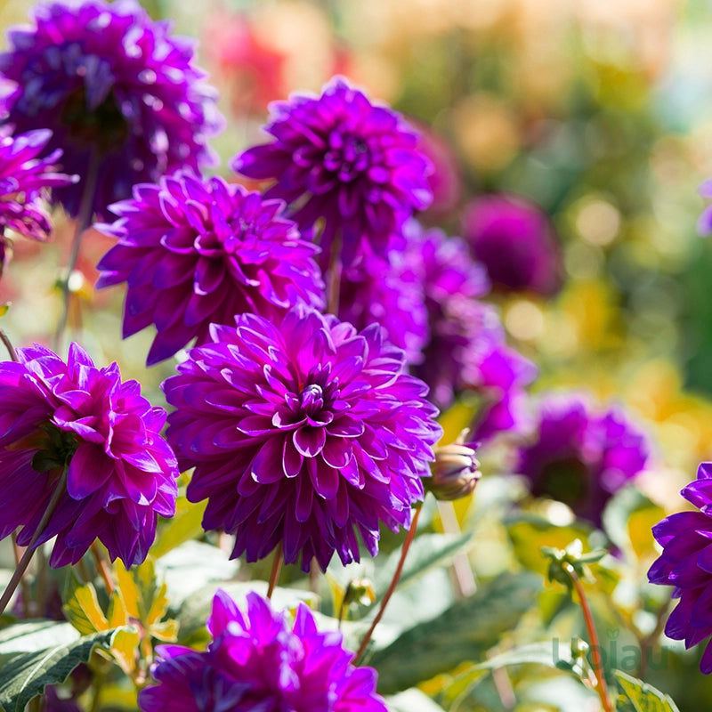 Purple Beard flower seeds