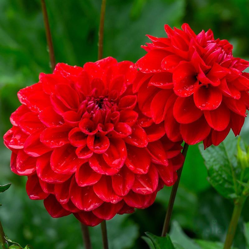 Dahlia Sunny flower seeds