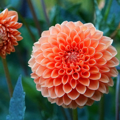 Dahlia Flower Seeds for Planting – Heirloom Non-GMO Garden Seeds