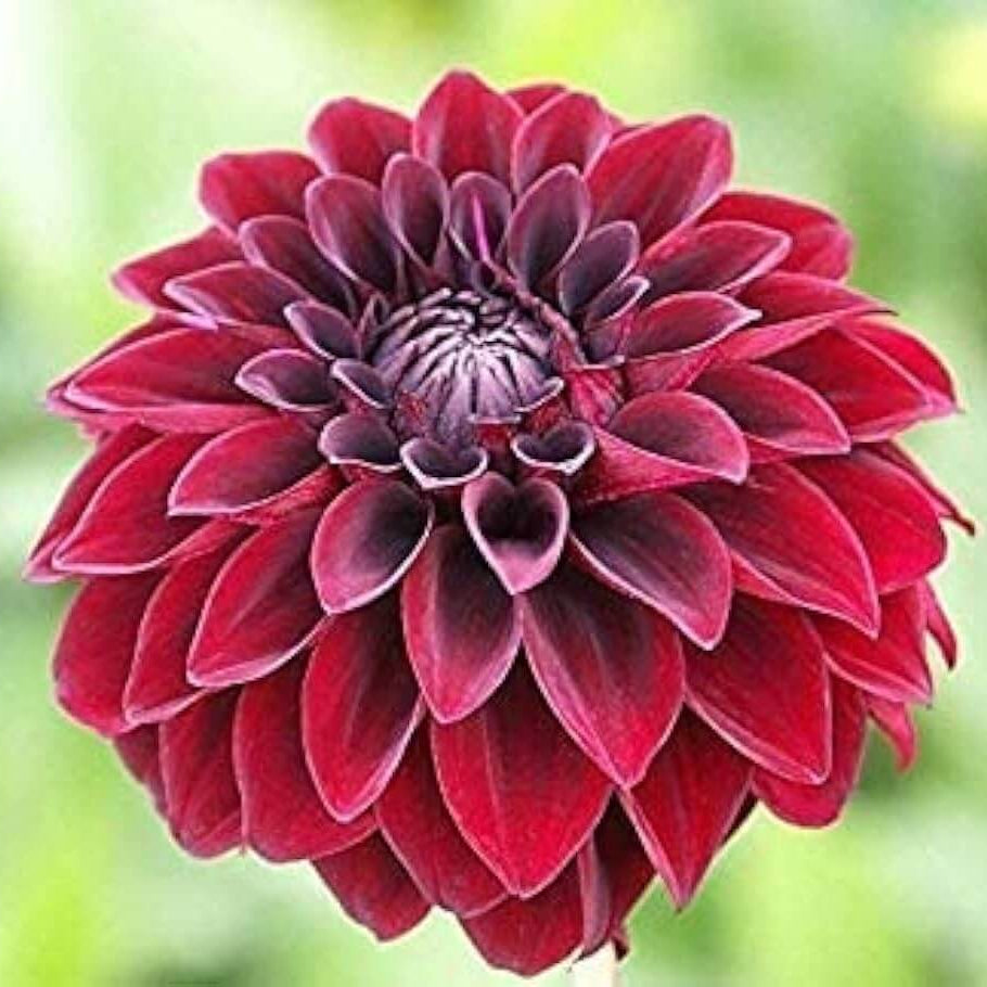 Night Wildflower Dahlia plant