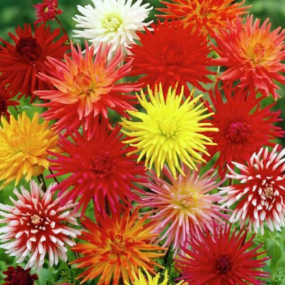 Cactus Dahlia plant