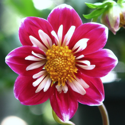 Collarette Dahlia plant