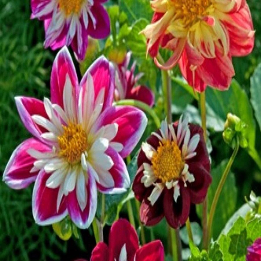 Collarette Dahlia plant