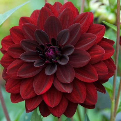 Night Wildflower Dahlia plant
