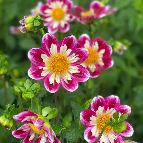Rumble Collarette Dahlia plant