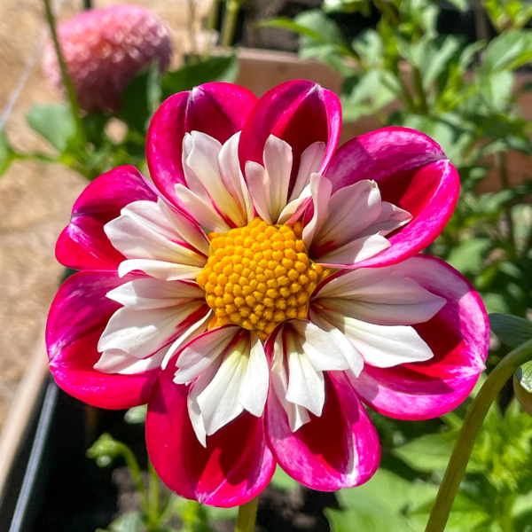 Collarette Dahlia plant